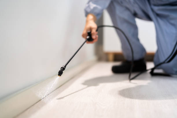 Certified termite inspector examining foundation in North Bend